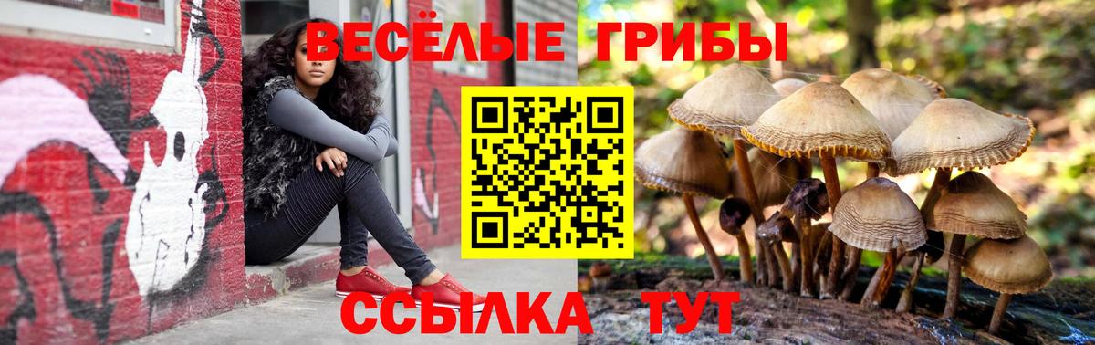 Галлюциногенные грибы Psilocybine cubensis Острогожск